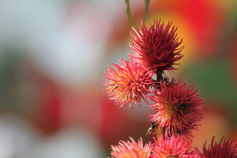 Is Using Castor Oil Biblically Advised? A Pastor’s Perspective
