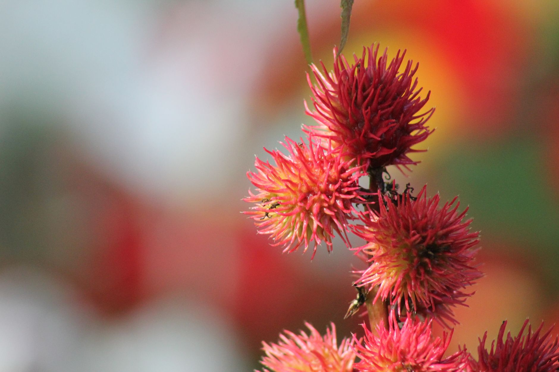 Is Using Castor Oil Biblically Advised? A Pastor’s Perspective